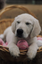 Load image into Gallery viewer, Set of 3 "It's So Fetch." Tennis Balls